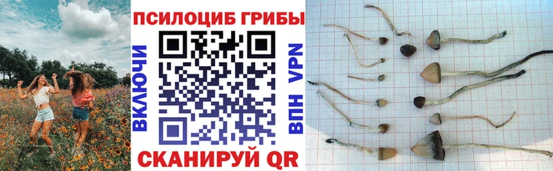 даркнет сайт  мега tor  Псилоцибиновые грибы Psilocybine cubensis  Ухта 